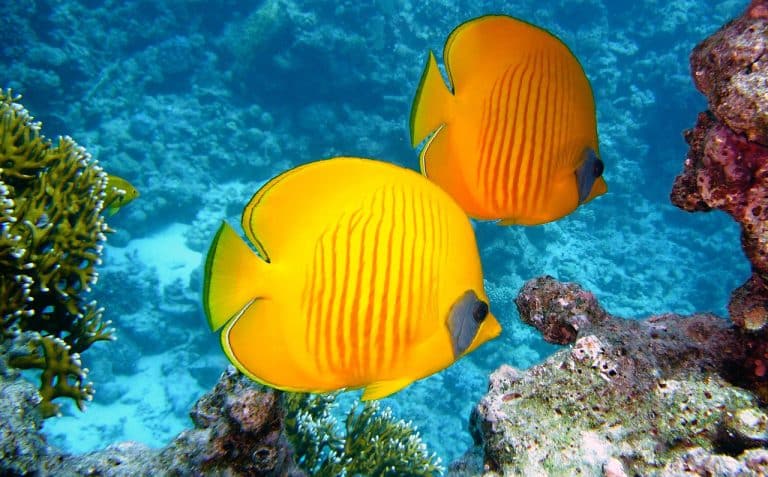 What Does “Reef-Safe Sunscreen” Really Mean?